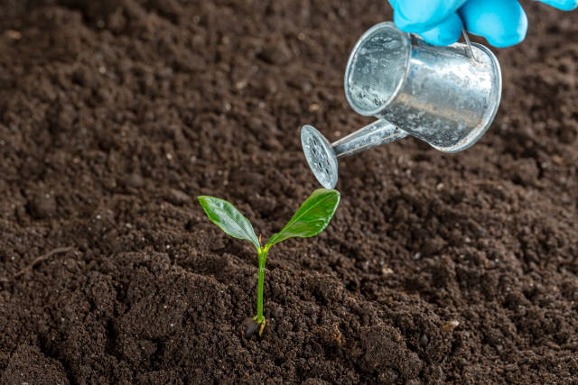 Small watering can and young tree sprout in the ground