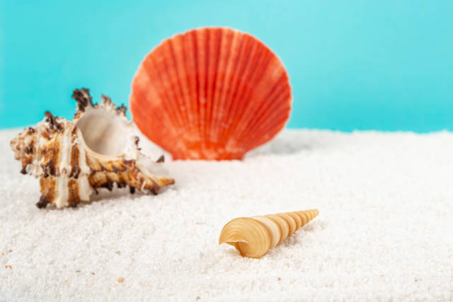 Seashells on the beach, summer background