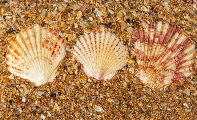Summer background with seashells, top view