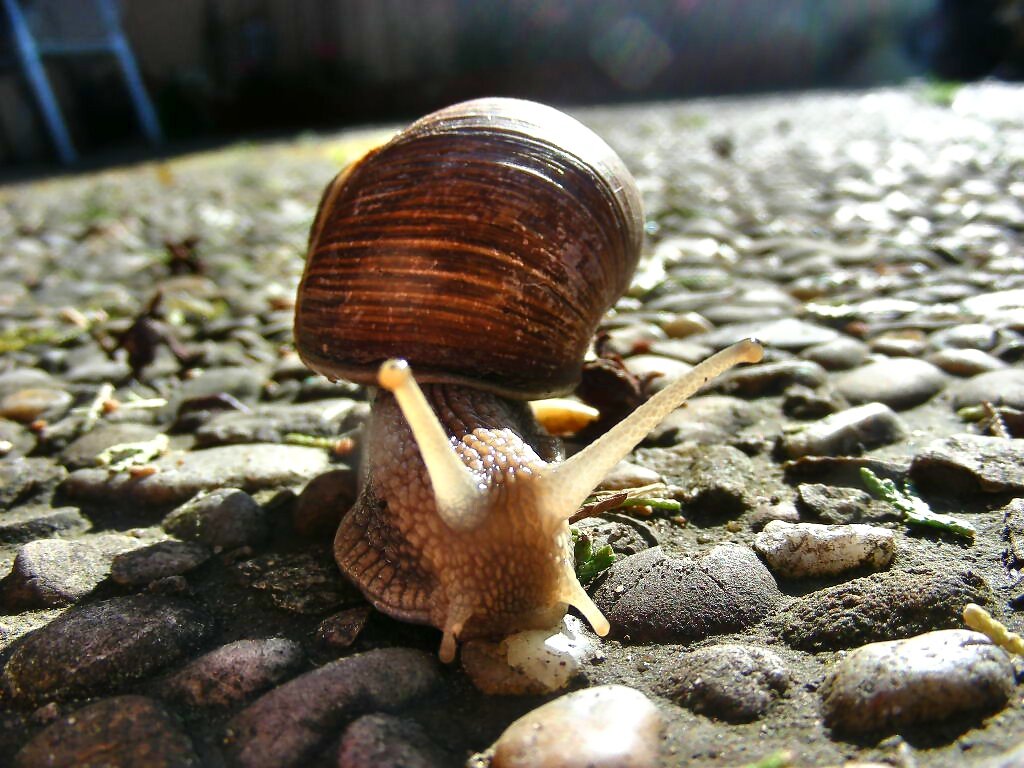 Weinbergschnecke