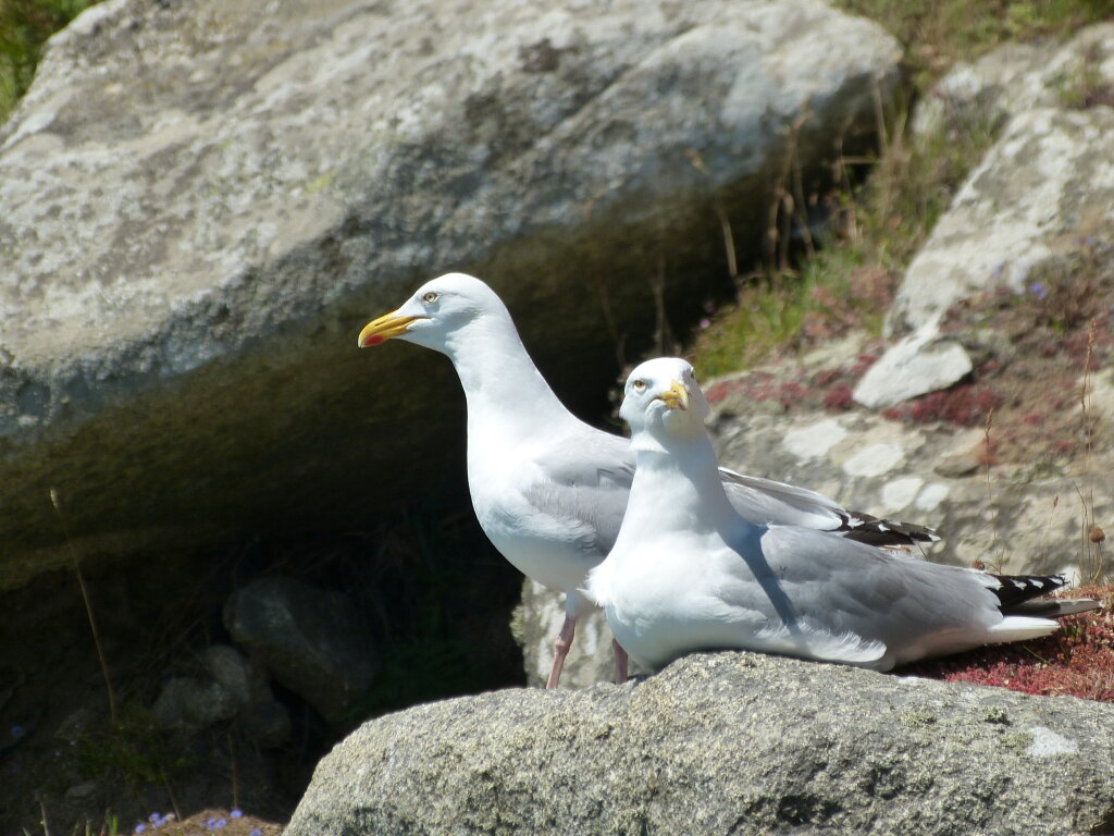 brütende Möwe