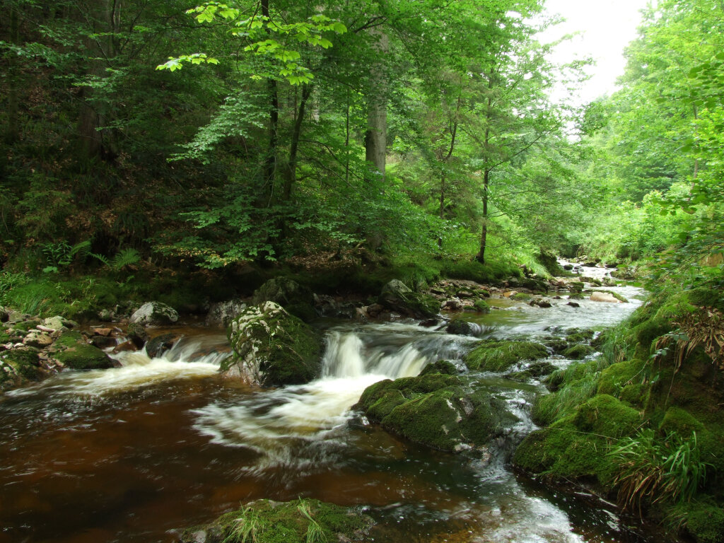 Wildbach_1