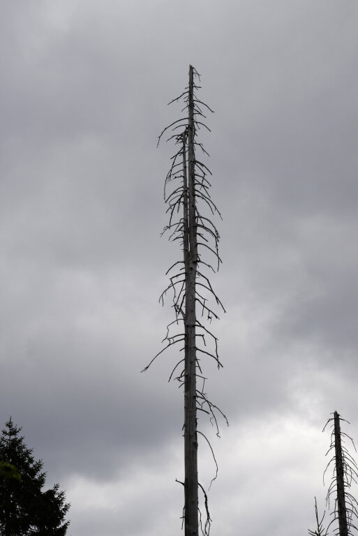 Abgestorbener Baum