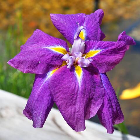 Iris kaempferie
