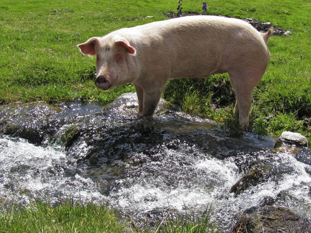 Schwein - Freilandhaltung
