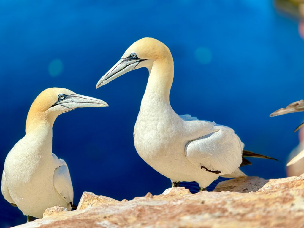 Helgoland Lummenvögel