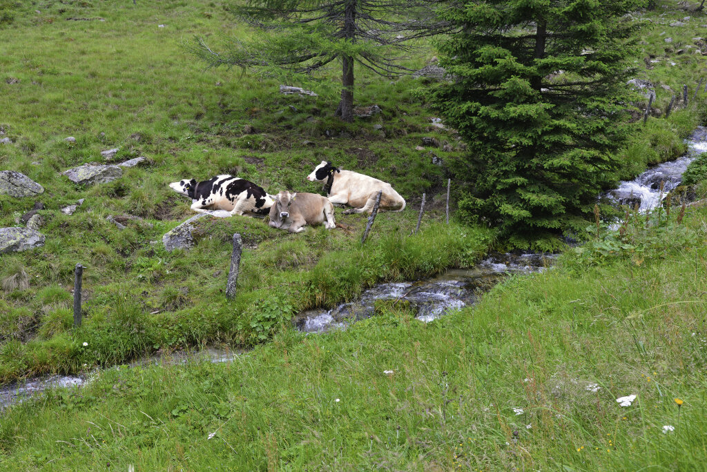 Südtirol, Altfasstal: Glückliche Kühe auf der Weide!