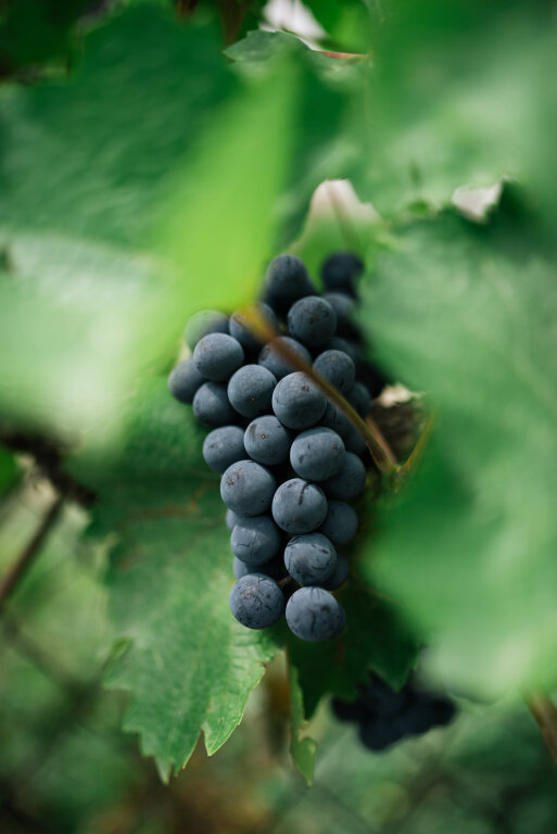 Blue raw grapes in vineyard closeup