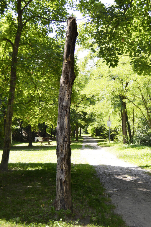 Abgestorbener Baum