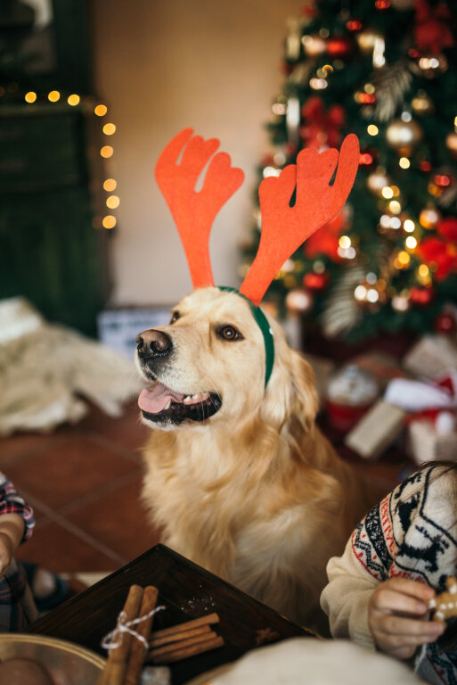 Funny and happy dog with deer's horns.