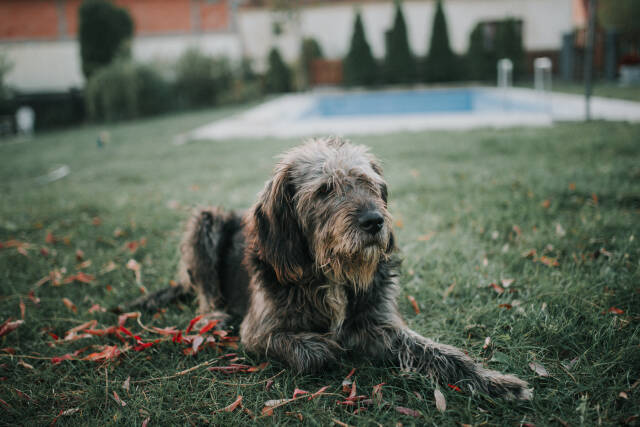 Old dog sitting outdoors in autumn