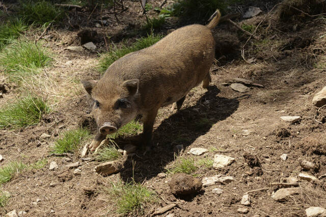 Hängebauchschwein