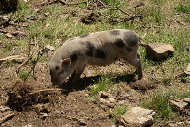 Hängebauchschwein