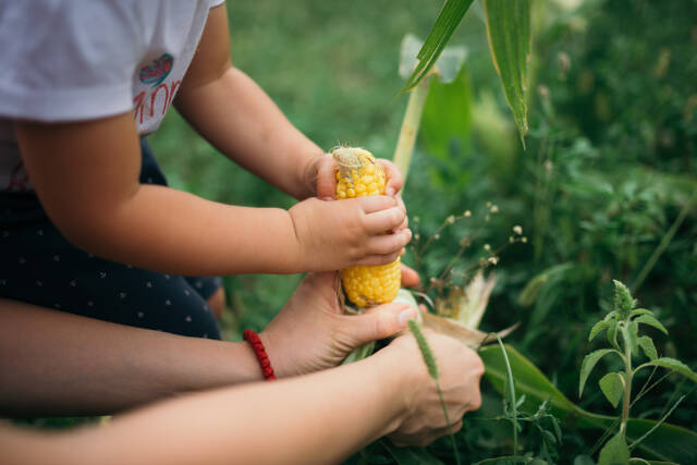 Mother and daughter picking corn in the backyard.