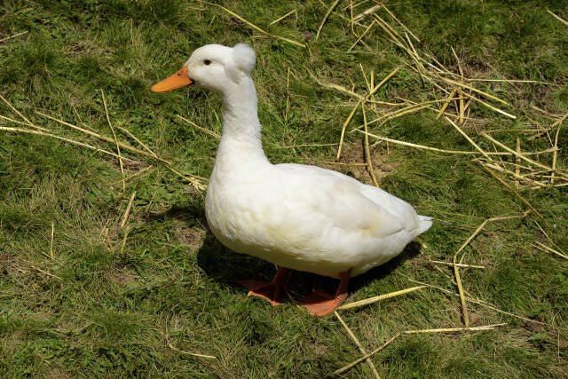 Gans
