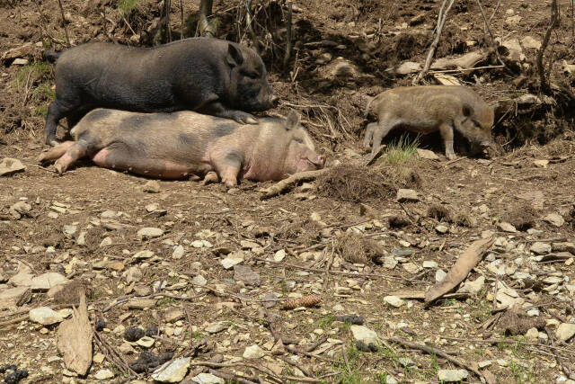 Hängebauchschweinfamilie