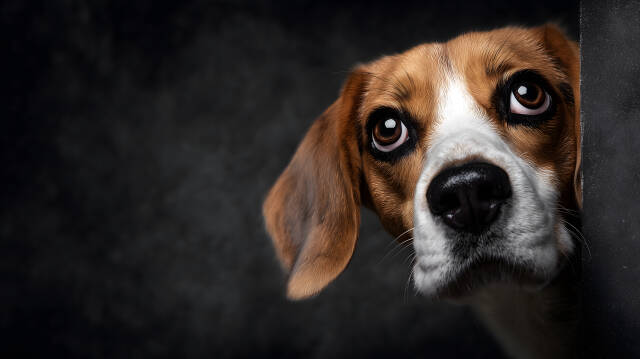 Beagle Hund schaut neugierig hinter dunklem Rand hervor