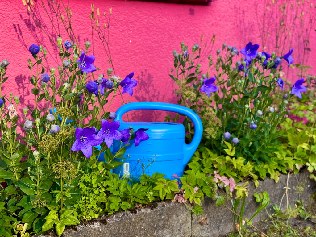 Blumen blau vor rot