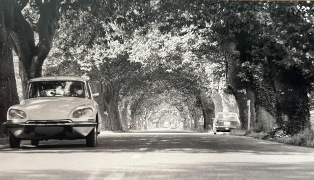 Alte Straße mit Bäumen