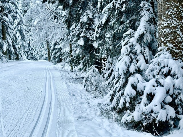 Winterliche Waldlandschaft mit Loipe