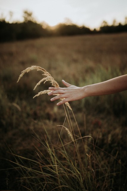 Hand gently touching grass during sunset in a tranquil open field