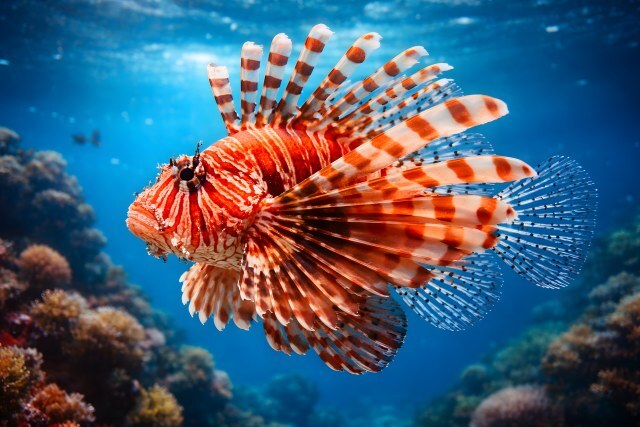 Farbenprächtige Meeresbewohnerin in ihrer natürlichen Umgebung