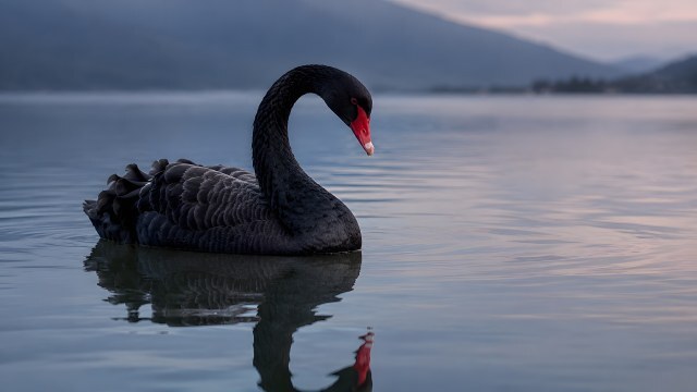 Schwarzer Schwan gleitet ruhig über stilles Wasser
