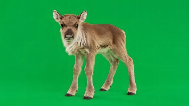 Junges Rentierkalb steht vor grünem Hintergrund