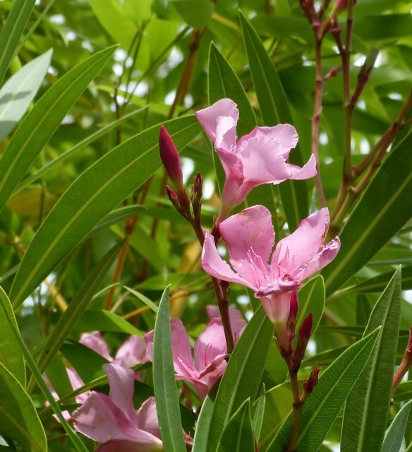 Zarte rosa Blüten im Grünen