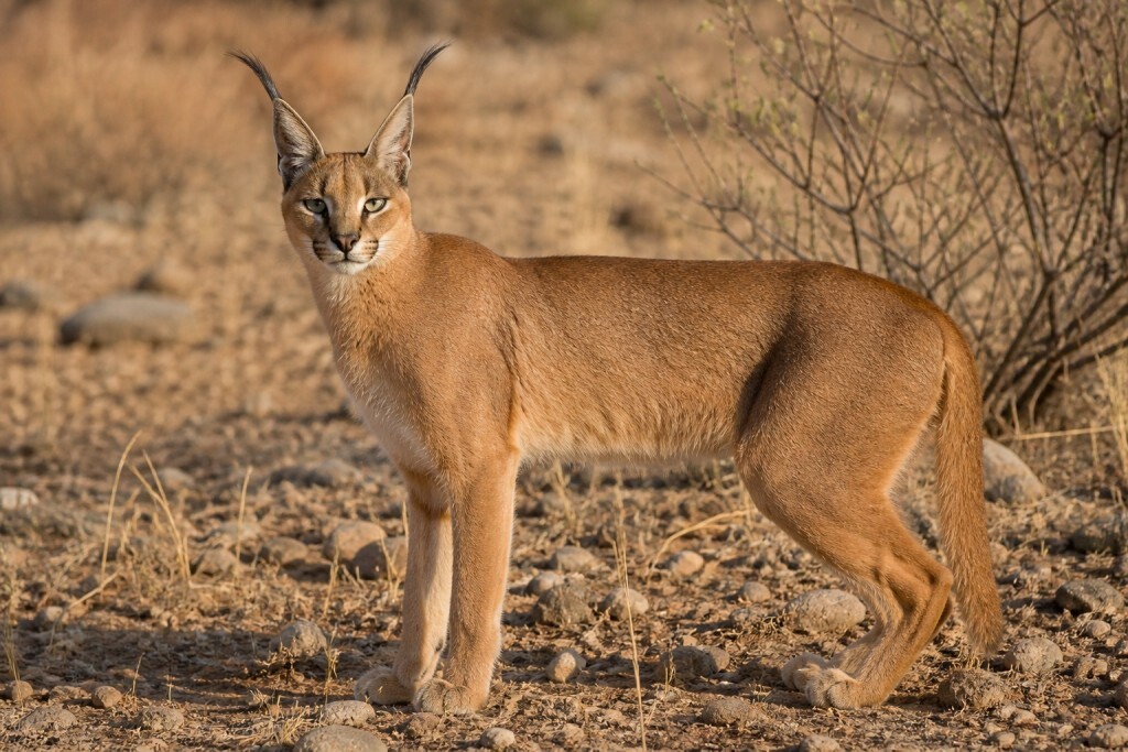 Karakal in der Wildnis