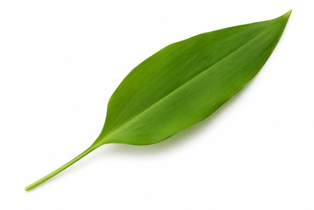 Grünes Blatt auf weißem Hintergrund